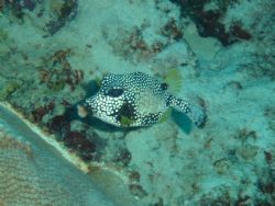 Smooth Trunkfish taken in Curacao by Kelly N. Saunders 